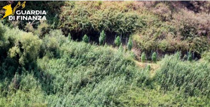 piantagioni marijuana cutro papanice