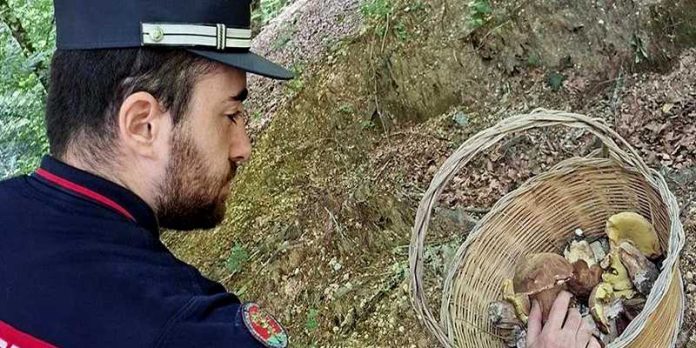 raccolta funghi senza tesserino vibo