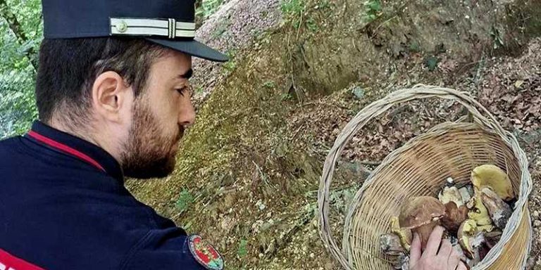raccolta funghi senza tesserino vibo