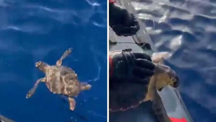 salvataggio tartaruga condofuri marina