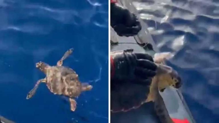 salvataggio tartaruga condofuri marina