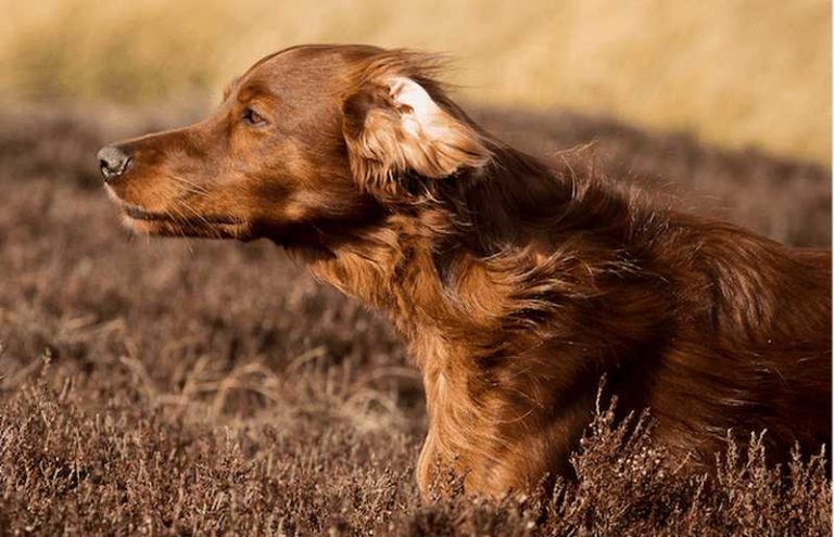 setter_cane