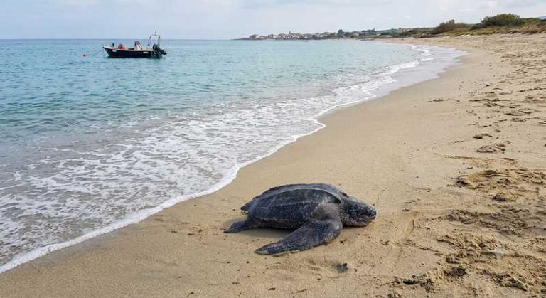 tartaruga liuto spiaggia