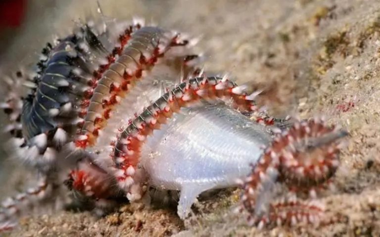 Vermocane urticante sul Tirreno calabrese: attenzione a rocce e bassi fondali