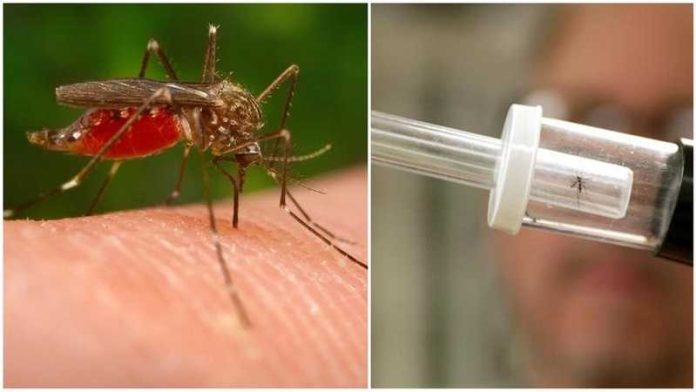 virus west nile zanzara