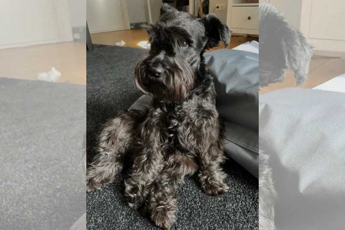foto cagnolina pizzo