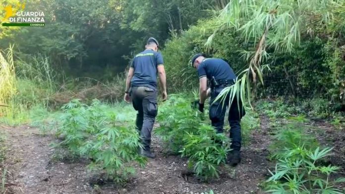 gdf sequestro marijuana bonifati