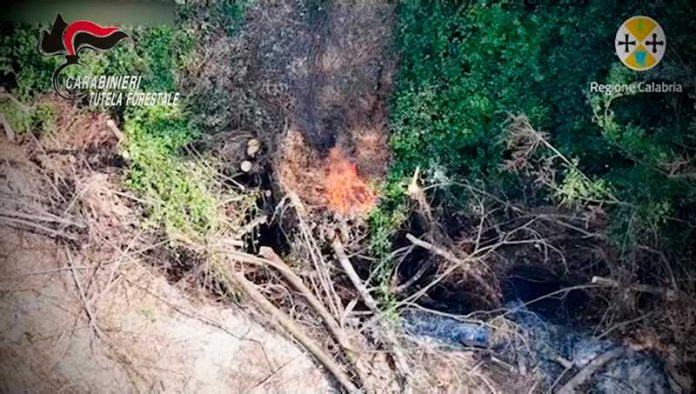 incendio bosco mileto