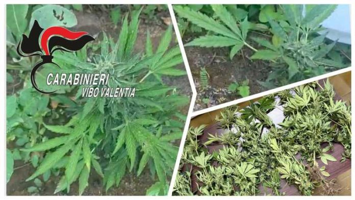 piantagione cannabis joppolo