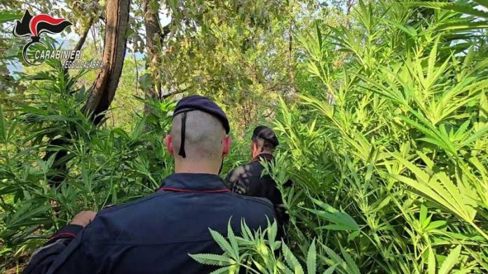 piantagione marijuana rosarno