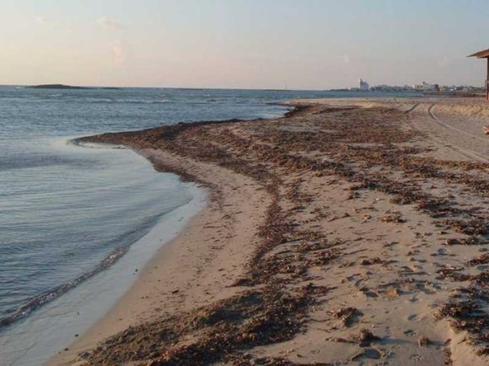 posidonia spiaggiata