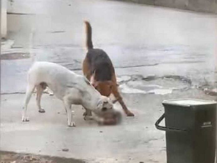 randagi sbranano cagnolino a diamante