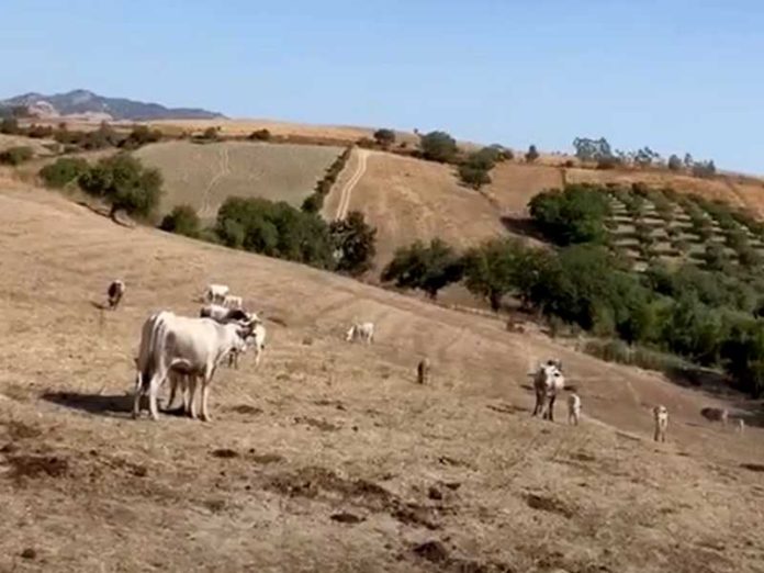 siccità bovini umbriatico