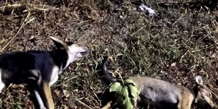 Cutro cani avvelenati