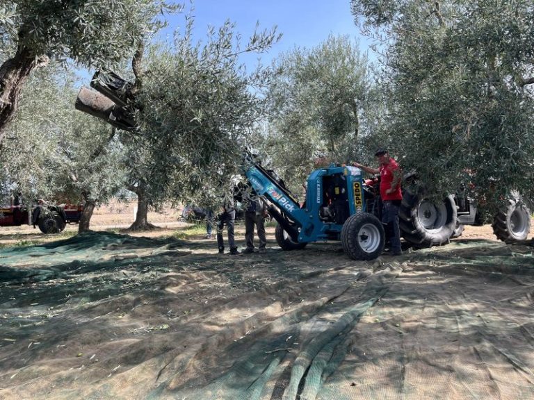 raccolta olive