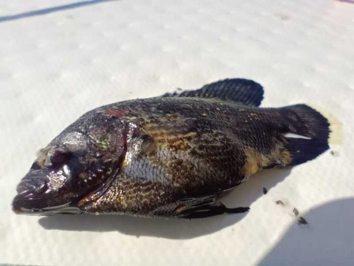 Pesce Foglia