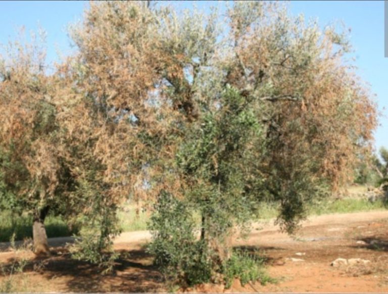 Xylella a Taurianova