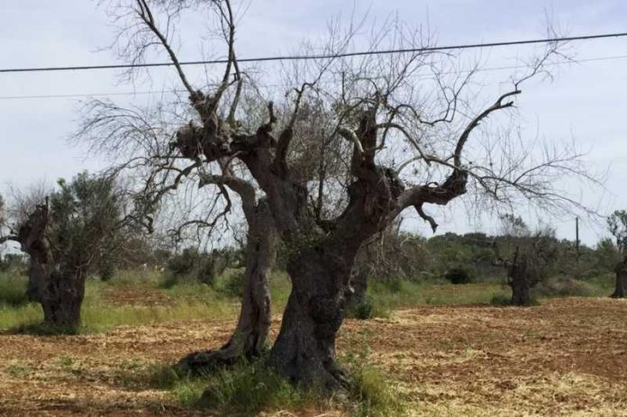 Xylella fastidiosa ulivo