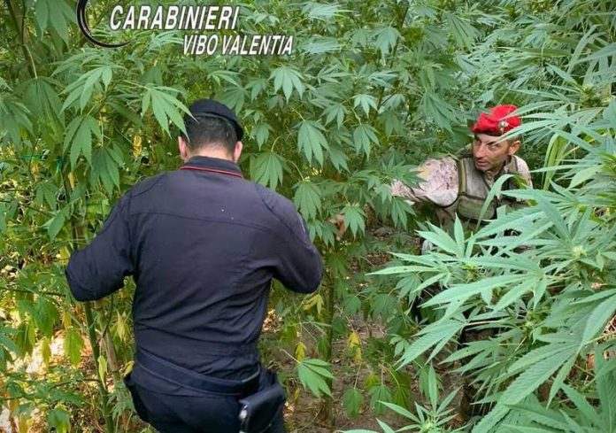 piantagione canapa nardodipace