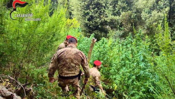 piantagioni marijuana aspromonte