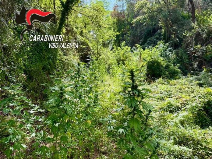 piante marijuana vibonese
