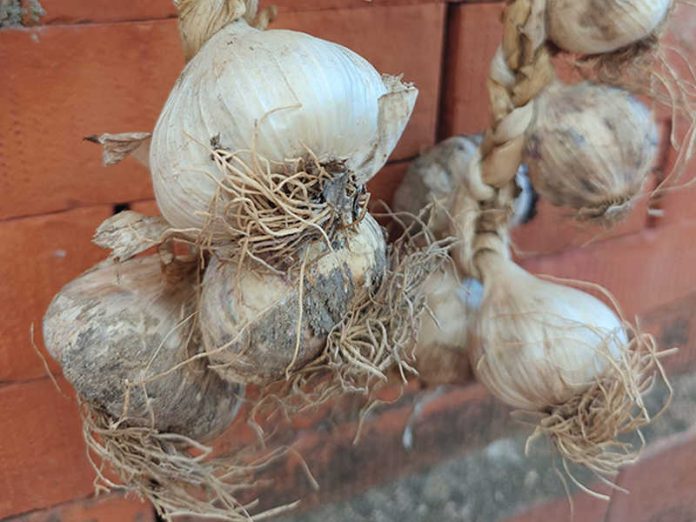 Aglio_Rosa_2_ArchivioSlowFood