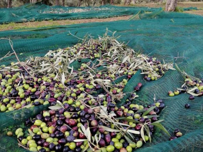 Olive su rete di raccolta
