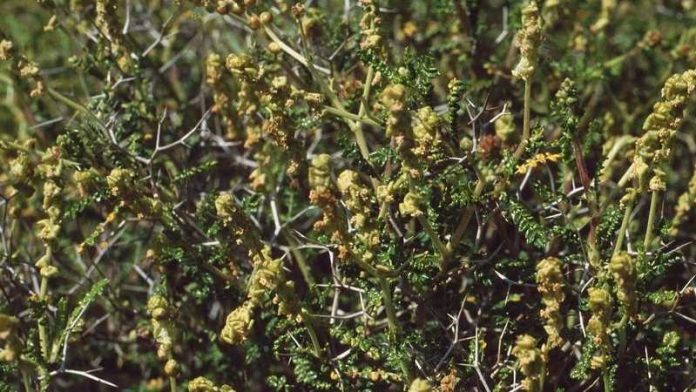 Sarcopoterium spinosum