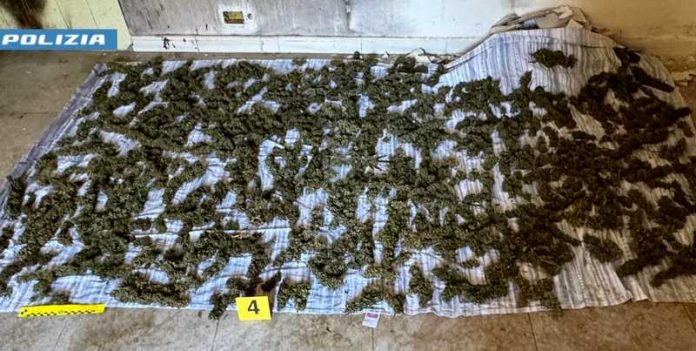 marijuana sinopoli
