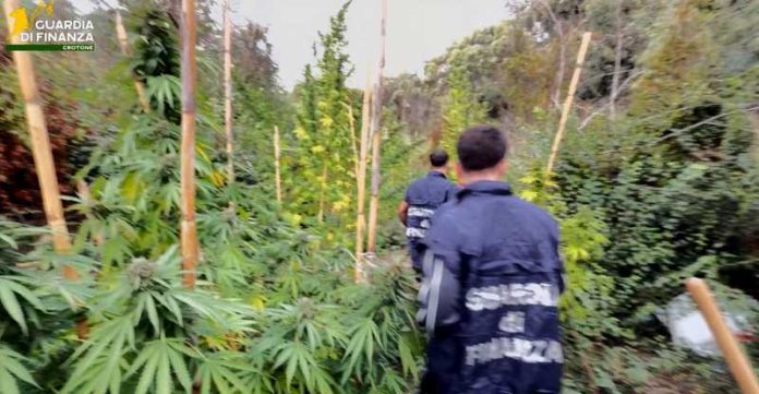 piantagione cannabis papanice