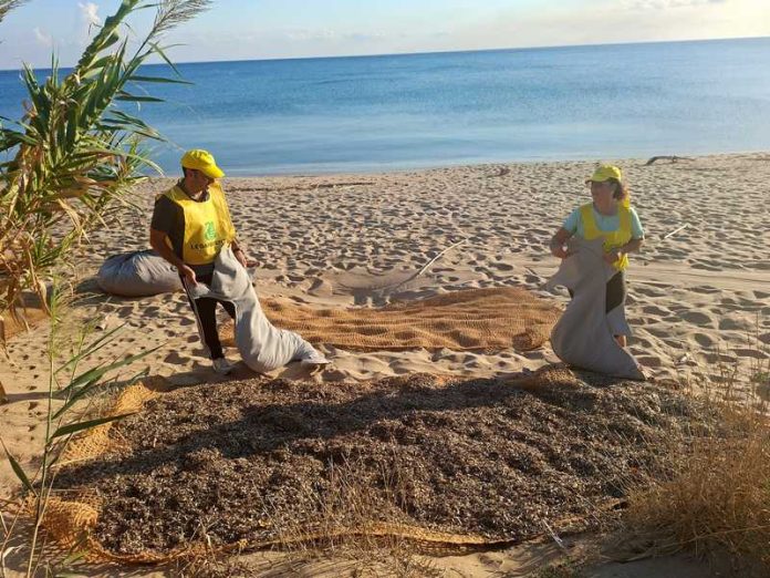 posidonia spiaggiata dune isola capo rizzuto