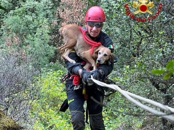 salvataggio cane vigili cirò
