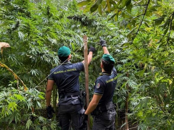 sequestro piantagioni cannabis calabria