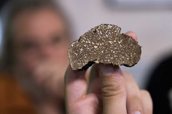 tartufo pollino