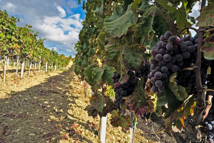 vigna uva vini zito